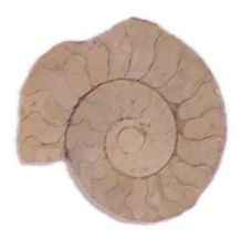 (image for) AMMONITE (Fossil)