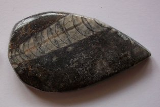 (image for) FOSSIL (ORTHOCEROS)